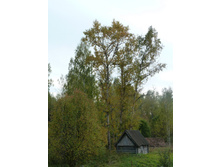 P1160584.JPG
