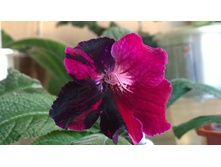 DS - ������ ����