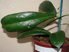 sp.584 (aff. Clemensiorum) red leaf