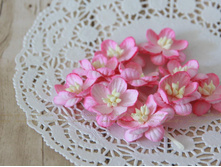 ����� Cherry Blossoms 10 ��, ���� �����-�������