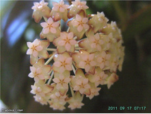 Hoya incrassata - ������ �������� ..
