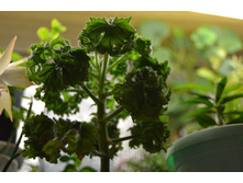 P. graveolens c.v. bontrosae.jpg