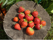 P1150127.JPG
