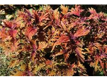 Under The Sea Langostino