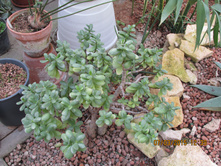 ��� ������� ����������� (�������-�������))