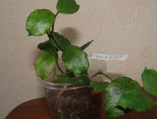 HOYA ENDAUENSIS