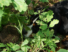DSC01244.JPG