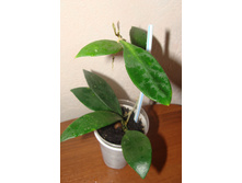 Hoya micrantha