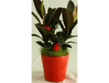 ����� Simply Chic rosa d 14 �� 301060AF   ����  300 ���. �����  14�� , ������  14 ��