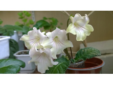 DS-����������� ����� (�����)