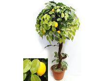 �� 100/20� - 2990