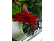 ��������� �������