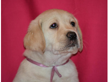 ��������� �� ����������� ������ 45 ���� - ��������