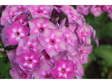 ������� -195�.jpg