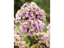 ����� ������ ����� 102�