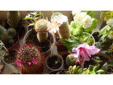 ���-��������� ���� ,������ 2015 �.