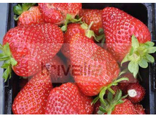 ��������� ������, 50���..jpg