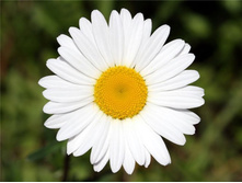 �������� �������