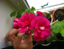 Pac Nealit2. ������ ��������.