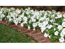 ������� ������� ���.jpg