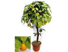 �� 100/24� - 2990.00