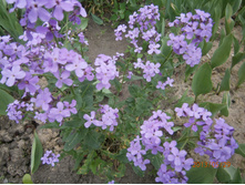 ��������� �������-50