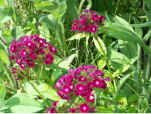 DSCF0142.jpg