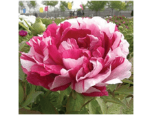 4606500088508 ��� � ��� 2-3 ������ 399,41 �..png