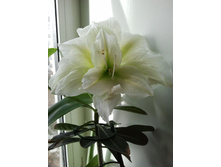 ����� �����