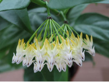 ���� �����������(��������)