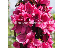 ������ ������������ ������� ������ 360,0