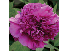 4606500505845 ��������� 1-2 ������ 239,27 �..png