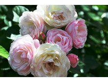 ���� ����� �����.JPG