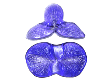 ���� ������� Phalaenopsis  �������. png