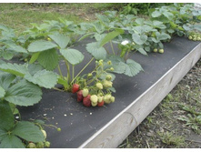 �������� ������ 60 �/�2. ������ 1,6*10�. ���� 349 ���