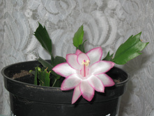 IMG_4420.JPG