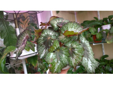 ������� Rohceart