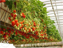 ��������� ������, 50���..jpg