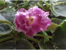 ������� ��������