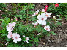 ���� ����������.JPG