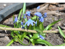 ��������, ������ (Scilla)