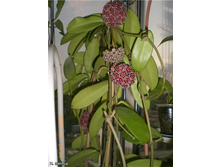 Hoya meliflua- ������ �������� �������� ..