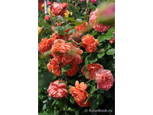 ������ ���� (�)?