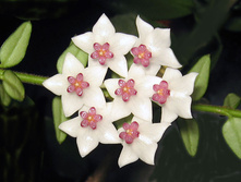 Hoya dickasoniana.jpg