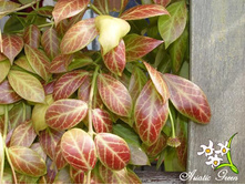 ���� ������� ����.jpg