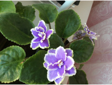 ������ ������