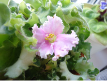 ������ �������� �������