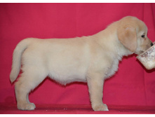 ������� �� ����������� ������ 45 ���� - ��������