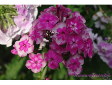 �����-�������� -195�.jpg