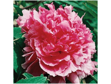 4606500088393 ������ �������� 2-3 ������ 399,41 �..png